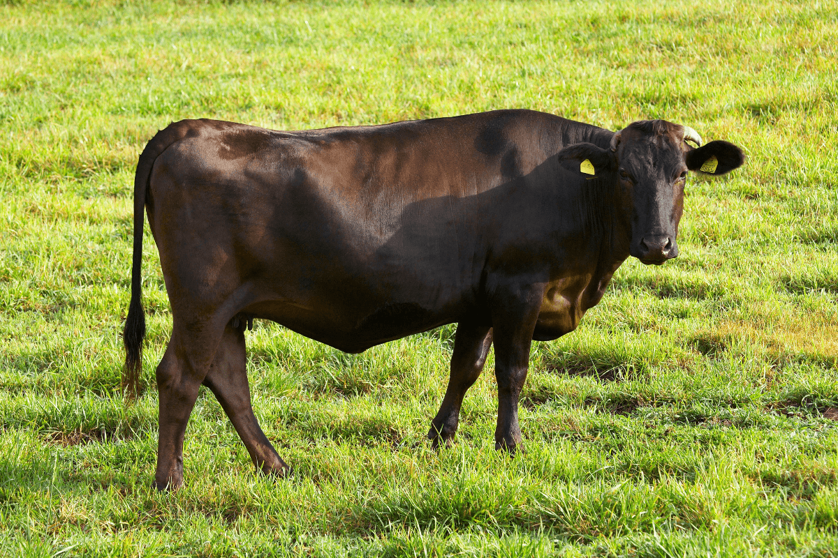 Fun Facts About Japanese Wagyu Beef
