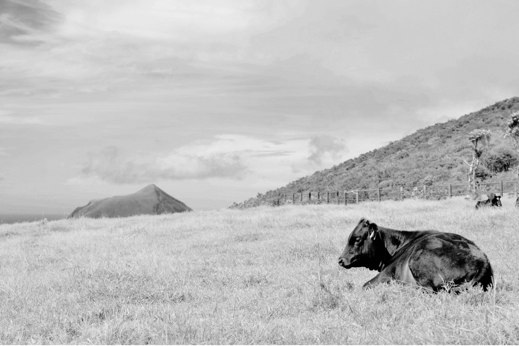 The History of Wagyu Beef in Japan