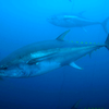 Akami Yellowfin Tuna: A Delightful Addition to Your Sushi Platter