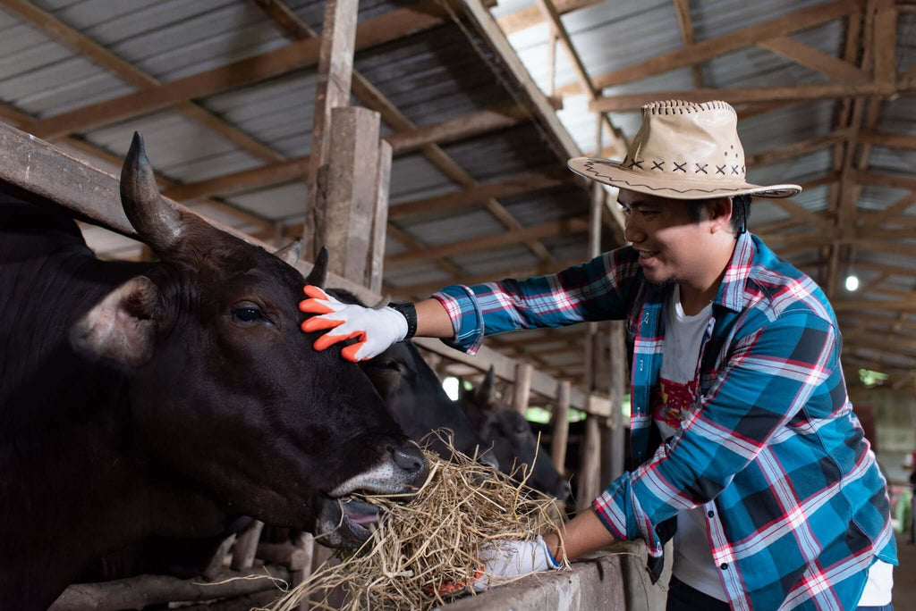 Japanese vs. American Wagyu Beef: What’s the Difference?