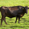 Are Wagyu Cows Massaged?
